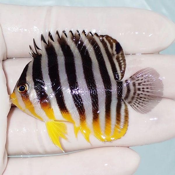 【現物1】シマヤッコ 5.7cm±! 海水魚 生体 15時までのご注文で当日発送(...