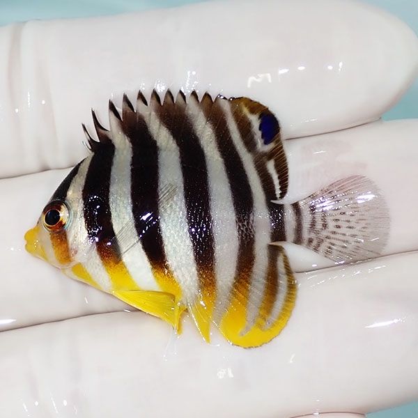 【現物2】シマヤッコ 4cm±! 海水魚 生体 15時までのご注文で当日発送(t1...