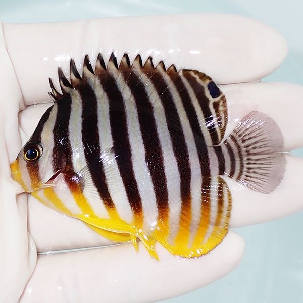 【現物3】シマヤッコ 7cm±! 海水魚 生体 15時までのご注文で当日発送(t1...