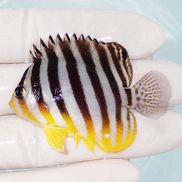 【現物11】シマヤッコ 5.5cm±! 海水魚 生体 15時までのご注文で当日発送...