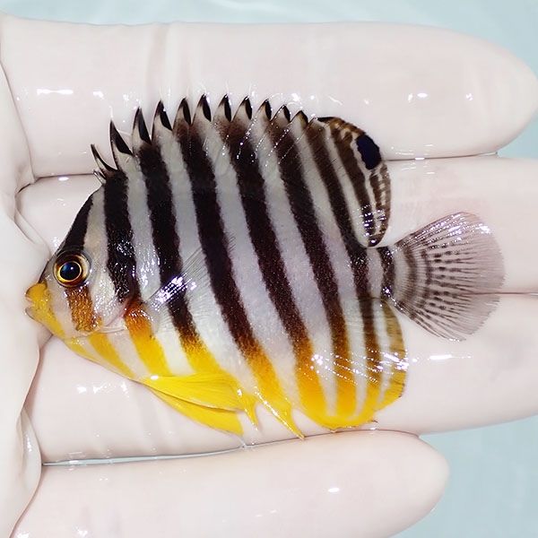 【現物12】シマヤッコ 6cm±! 海水魚 生体 15時までのご注文で当日発送(t...