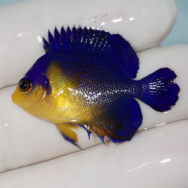 【現物3】sale スミレヤッコ 3.5cm±! 海水魚 ヤッコ 15時までのご注文で...