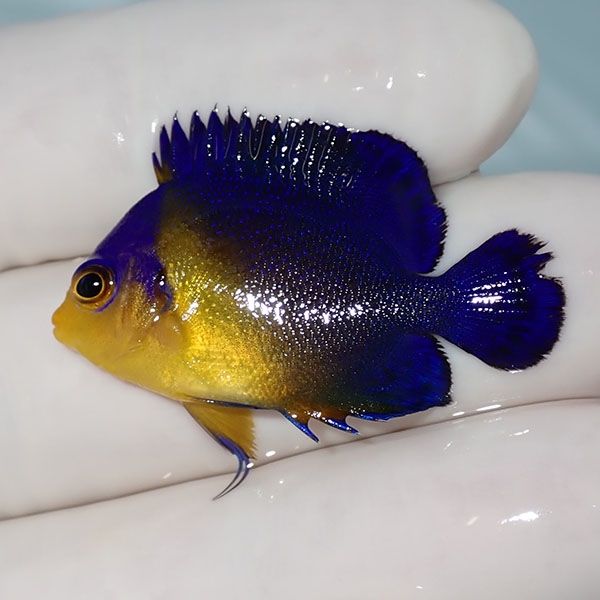 【現物4】sale スミレヤッコ 3.5cm±! 海水魚 ヤッコ 15時までのご注文で...