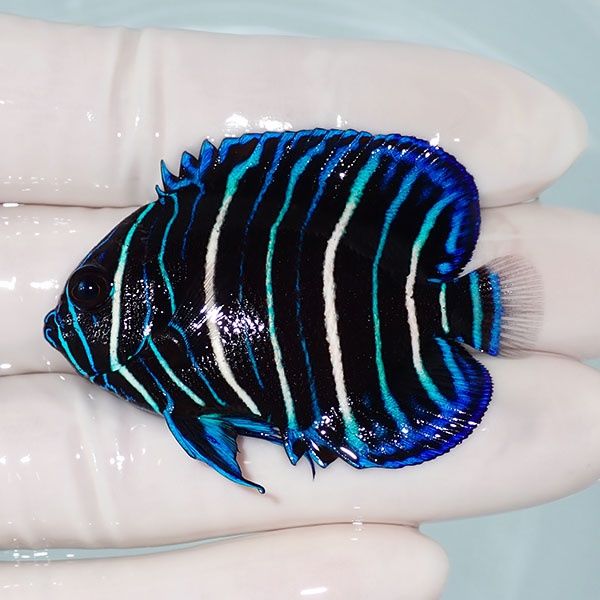 【現物1】 アデヤッコ 幼魚 5cm±! 海水魚 ヤッコ(t111(t207