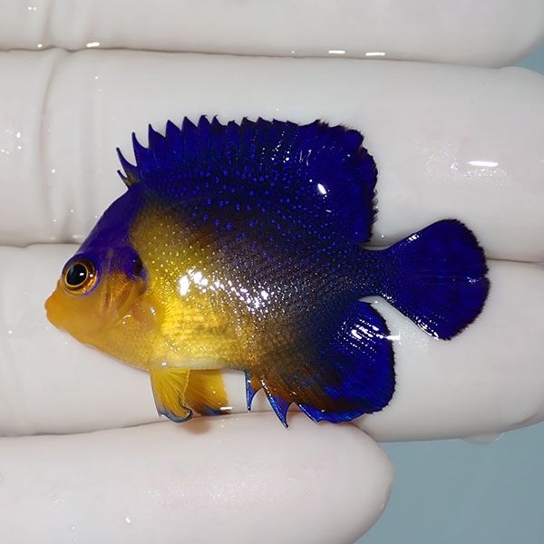 【現物1】sale スミレヤッコ 4cm±! 海水魚 ヤッコ 15時までのご注文で当...