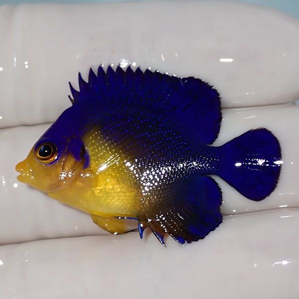 【現物5】sale スミレヤッコ 3.8cm±! 海水魚 ヤッコ 15時までのご注文で...