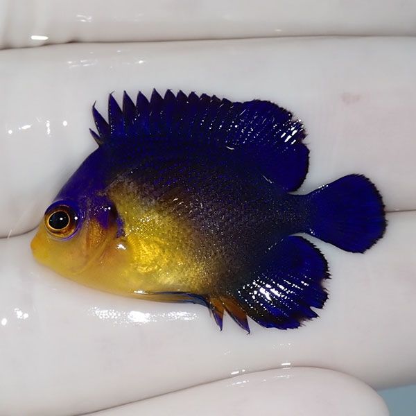 【現物6】sale スミレヤッコ 3.5cm±! 海水魚 ヤッコ 15時までのご注文で...