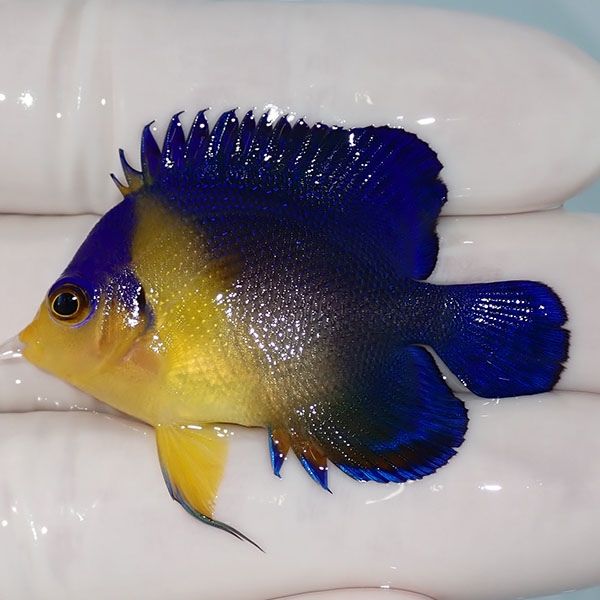 【現物13】sale スミレヤッコ 4.5cm±! 海水魚 ヤッコ 15時までのご注文...