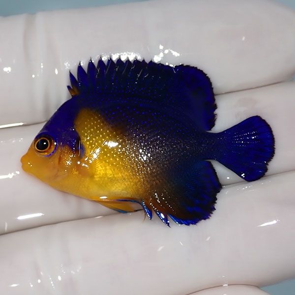 【現物14】sale スミレヤッコ 4cm±! 海水魚 ヤッコ 15時までのご注文で...