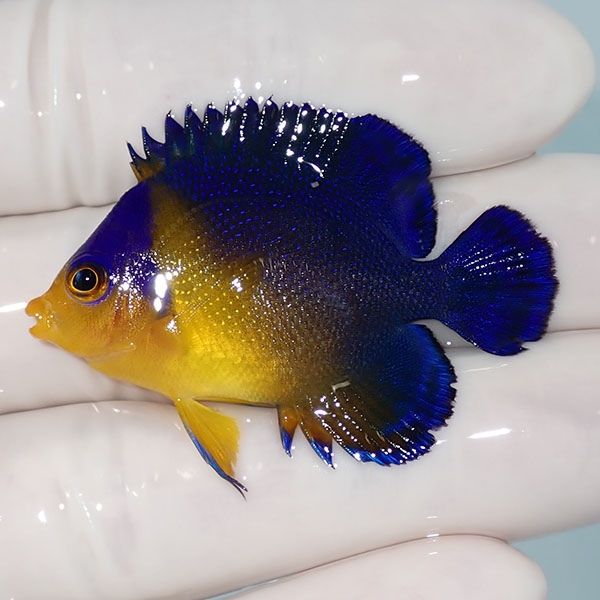 【現物15】sale スミレヤッコ 4.5cm±! 海水魚 ヤッコ 15時までのご注文...