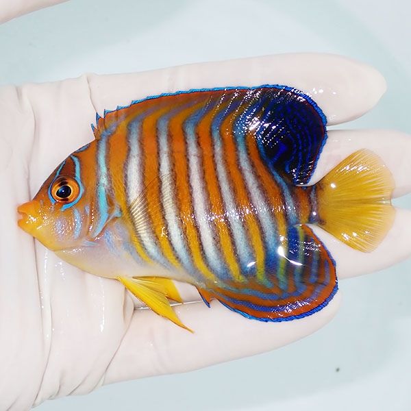 【現物1】ニシキヤッコ 9cm±!海水魚 ヤッコ15時までのご注文で当日発送(...