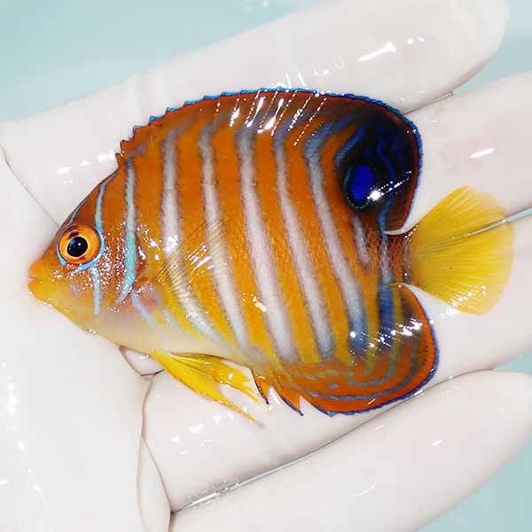 【現物2】ニシキヤッコ 6.5cm±!海水魚 ヤッコ15時までのご注文で当日発...