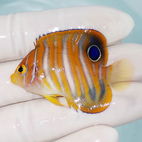 【現物3】ニシキヤッコ 5cm±!海水魚 ヤッコ15時までのご注文で当日発送(...