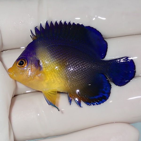 【現物2】sale スミレヤッコ 5cm±! 海水魚 ヤッコ 15時までのご注文で当...