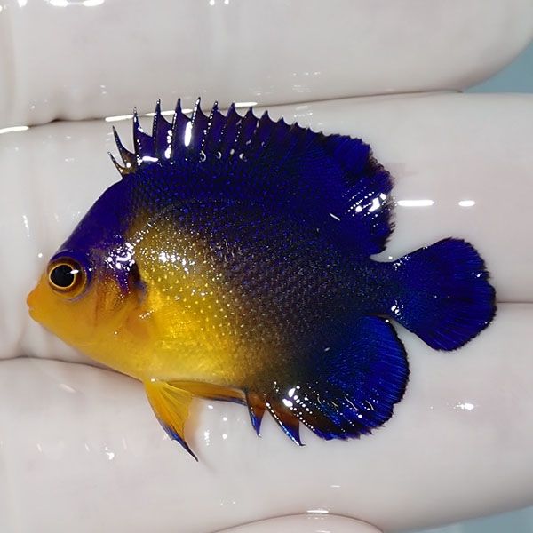 【現物10】sale スミレヤッコ 3.5cm±! 海水魚 ヤッコ 15時までのご注文...