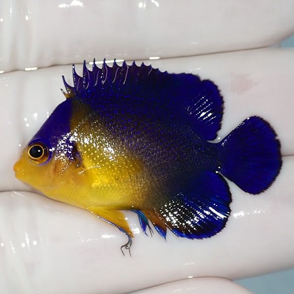 【現物11】sale スミレヤッコ 4cm±! 海水魚 ヤッコ 15時までのご注文で...