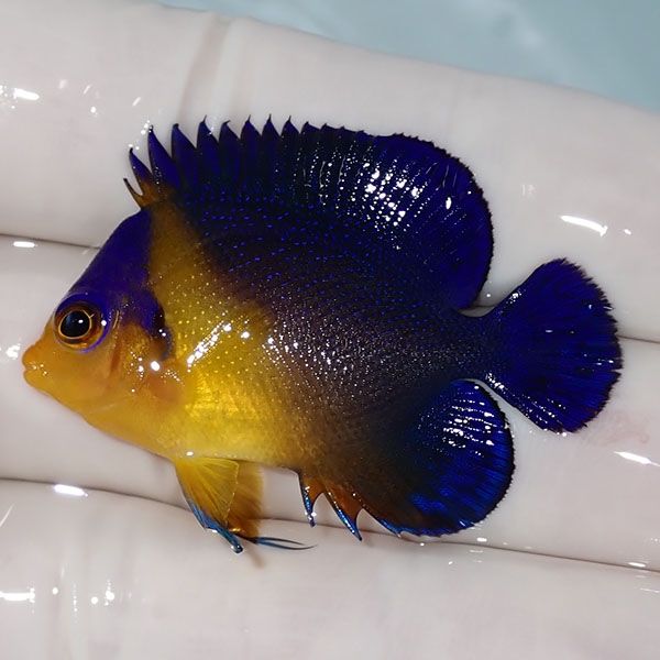 【現物12】sale スミレヤッコ 4.5cm±! 海水魚 ヤッコ 15時までのご注文...