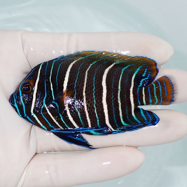 【現物2】 アデヤッコ 幼魚 8cm±! 海水魚 ヤッコ(t111(t207
