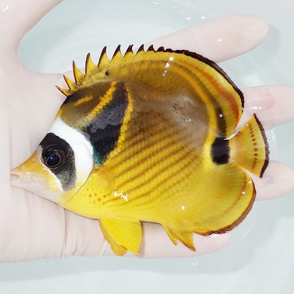 【現物2】チョウハン 12cm±!海水魚 チョウチョウウオ 15時までのご注文...