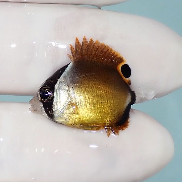 【現物1】マメチョウ 2.5cm±!海水魚 チョウチョウウオ 15時までのご注文...