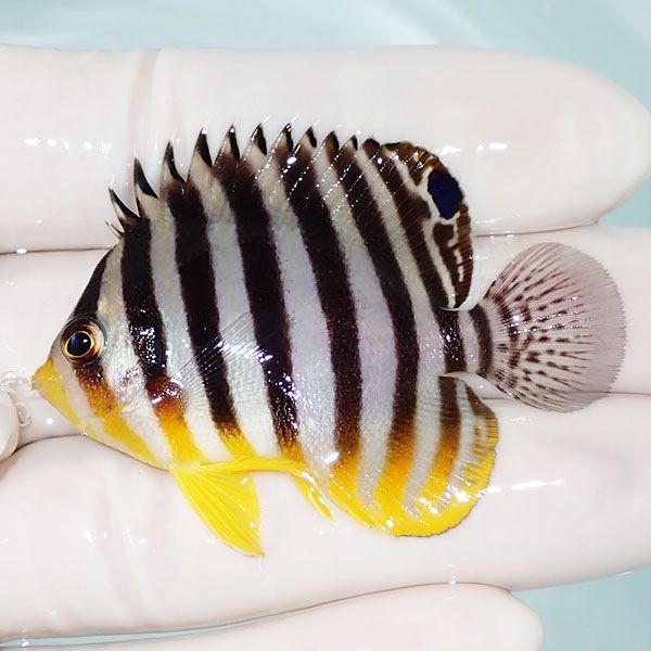 【現物14】シマヤッコ 5.5cm±! 海水魚 生体 15時までのご注文で当日発送...