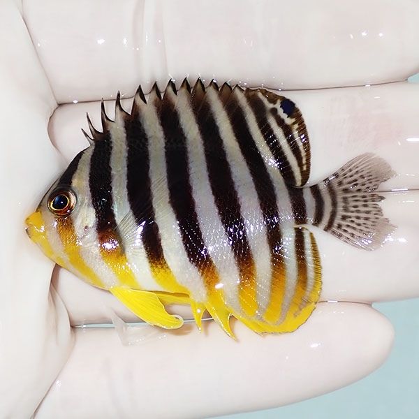 【現物15】尾びれ欠け シマヤッコ 5.5cm±! 海水魚 生体 15時までのご注...