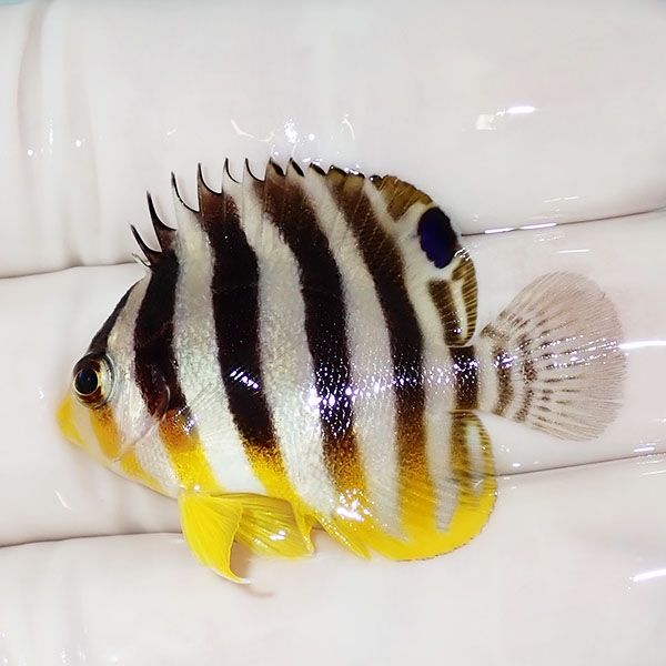 【現物17】シマヤッコ 4cm±! 海水魚 生体 15時までのご注文で当日発送(t...