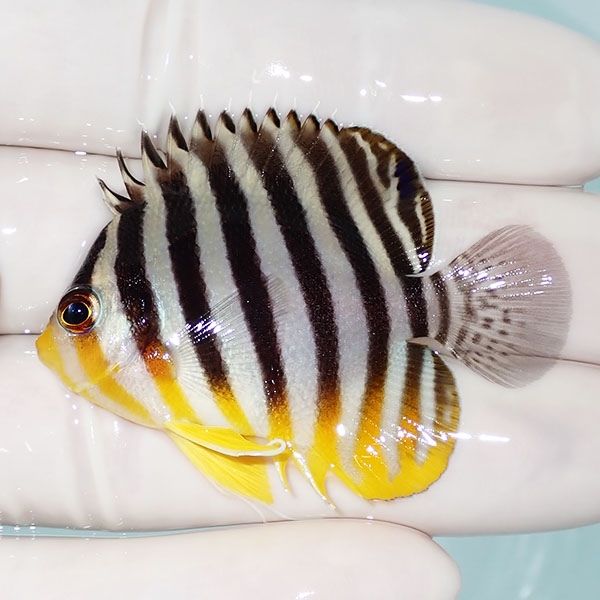 【現物18】シマヤッコ 5cm±! 海水魚 生体 15時までのご注文で当日発送(t...