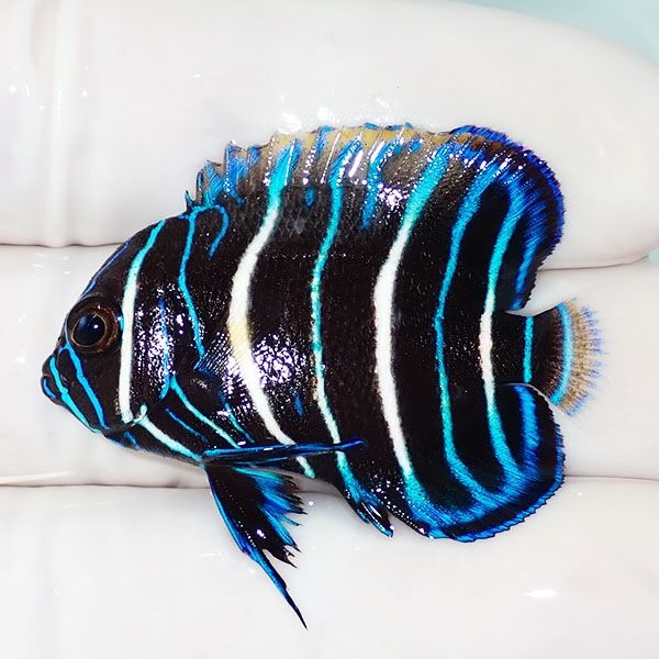 【現物13】粒エサOK アデヤッコ幼魚 4cm± !海水魚 ヤッコ 15時までのご...