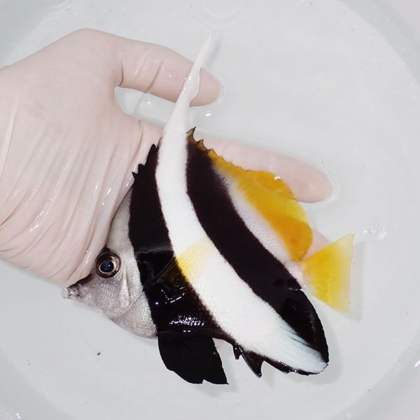 【現物】ハタタテダイbig 13cm±!海水魚 生体 15時までのご注文で当日発...
