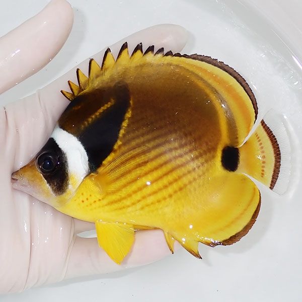 【現物1】チョウハン13cm±!チョウチョウウオ 海水魚 生体 15時までのご...