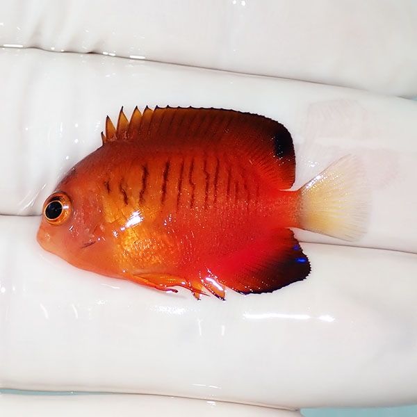 【現物1】粒エサOK ダイダイヤッコ 3.5cm±!海水魚 ヤッコ 15時までのご...