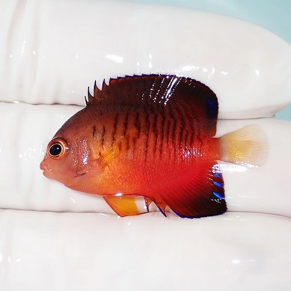 【現物2】粒エサOK ダイダイヤッコ 3.5cm±!海水魚 ヤッコ 15時までのご...