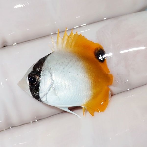 【現物2】マメチョウ 2.5cm±!海水魚 チョウチョウウオ 15時までのご注文...
