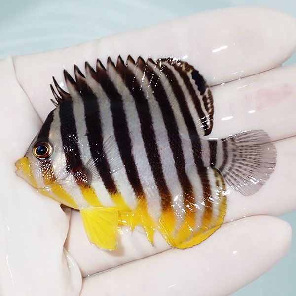 【現物10】シマヤッコ 6.5cm±! 海水魚 生体 15時までのご注文で当日発送...