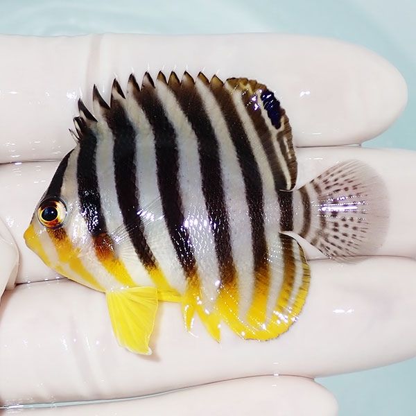 【現物9】シマヤッコ 5.5cm±! 海水魚 生体 15時までのご注文で当日発送(...