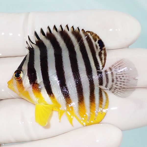 【現物6】シマヤッコ 5cm±! 海水魚 生体 15時までのご注文で当日発送(t1...