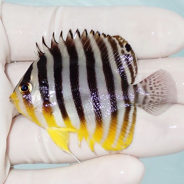 【現物5】シマヤッコ 5.7cm±! 海水魚 生体 15時までのご注文で当日発送(...