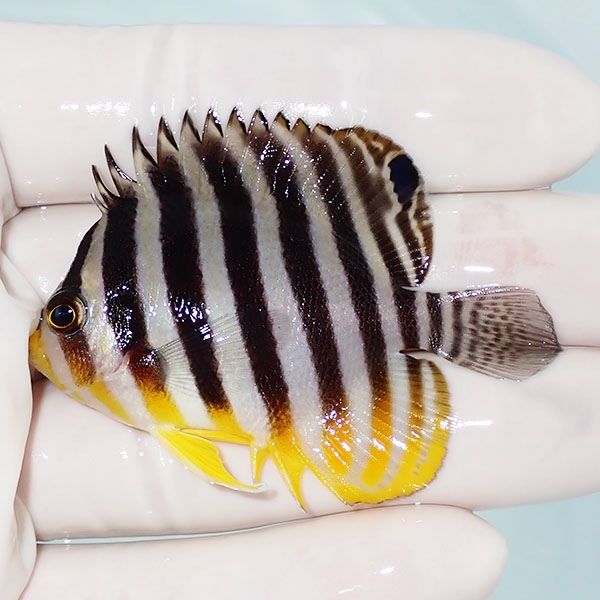 【現物4】シマヤッコ 6cm±! 海水魚 生体 15時までのご注文で当日発送(t1...