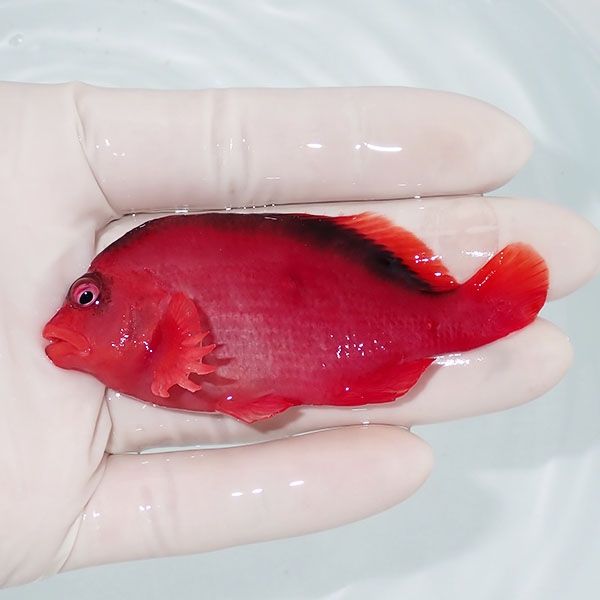 【現物1】小笠原産ベニゴンベ 8cm±! 海水魚 ゴンベ 餌付け 15時までのご...