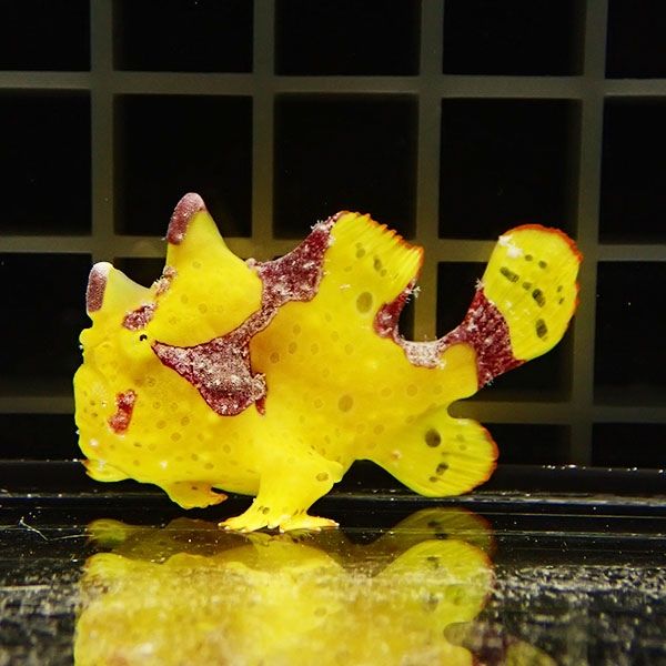 【現物1】クマドリカエルアンコウ 5cm! 海水魚 アンコウ 15時までのご注...