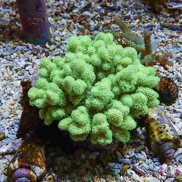 【サンゴ現物8】トサカ.sp 9-8cm沖縄産!15時までのご注文で当日発送 【...
