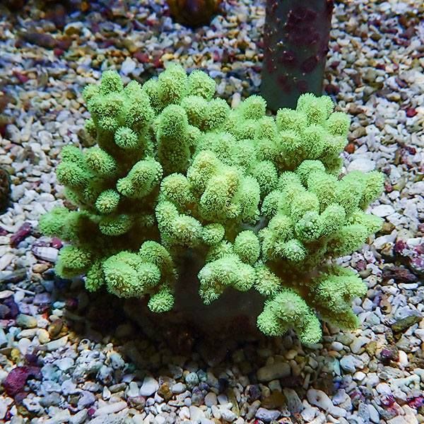 【サンゴ現物9】トサカ.sp 10-8cm沖縄産!15時までのご注文で当日発送 【...