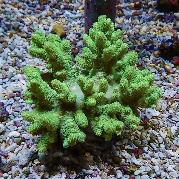 【サンゴ現物10】トサカ.sp 9-8cm 沖縄産!15時までのご注文で当日発送 ...
