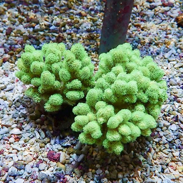 【サンゴ現物13】トサカ.sp 12-8cm沖縄産!15時までのご注文で当日発送 ...