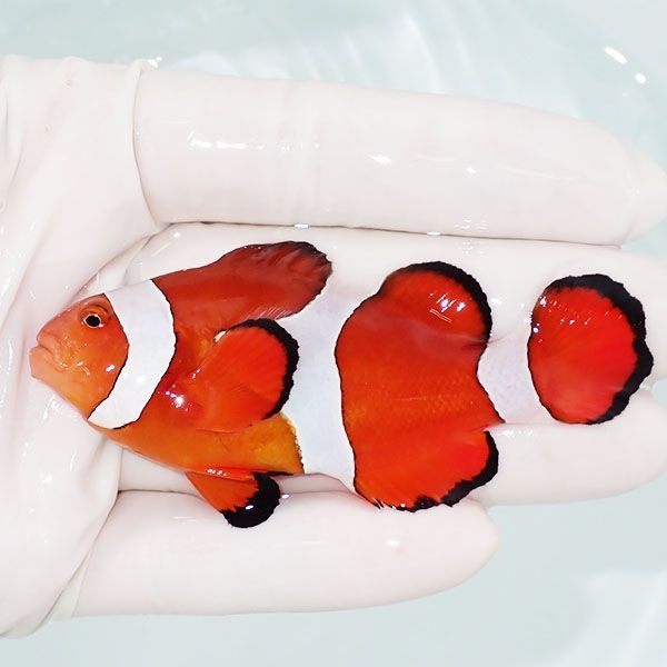 【現物1】カクレクマノミbig 8cm± ! wild 海水魚 カクレクマノミ(t111(t207