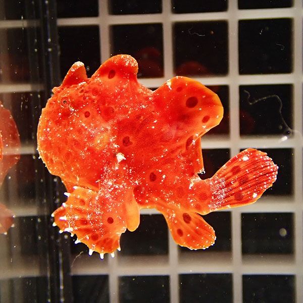 【現物3】イロカエルアンコウ 5.5cm! 海水魚 アンコウ 15時までのご注文...