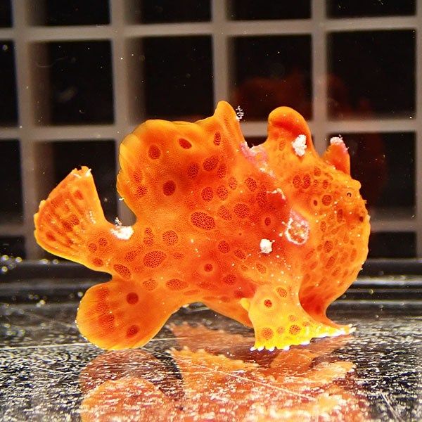 【現物4】イロカエルアンコウ 4.5cm! 海水魚 アンコウ 15時までのご注文...