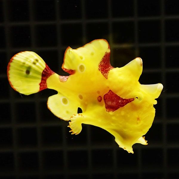 【現物5】クマドリカエルアンコウ 5cm! 海水魚 アンコウ 15時までのご注...