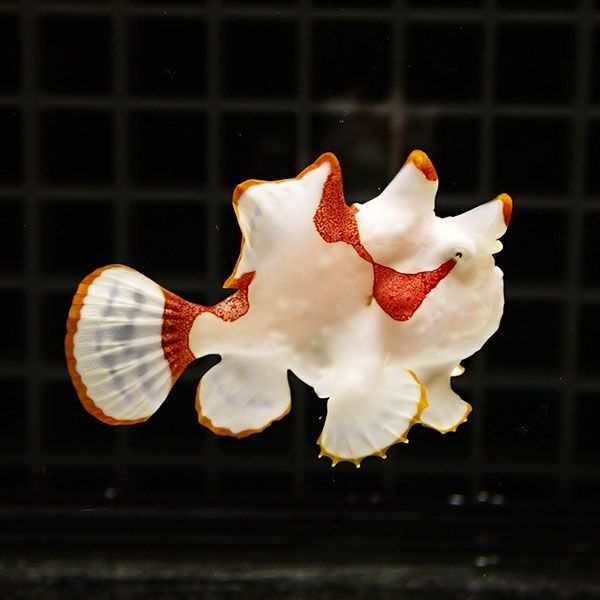 【現物2】クマドリカエルアンコウ 4.5cm! 海水魚 アンコウ 15時までのご...